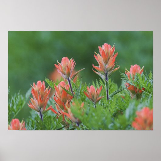Indische penseel, Castilleja miniata, Ouray Poster (Voorkant)