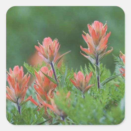 Indische penseel, Castilleja miniata, Ouray Vierkante Sticker (Voorkant)