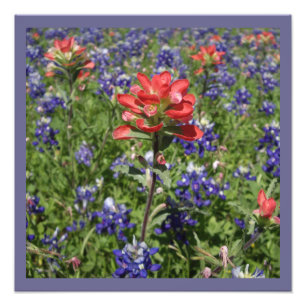 Indische penseel en Texas Bluebonnets Foto Afdruk