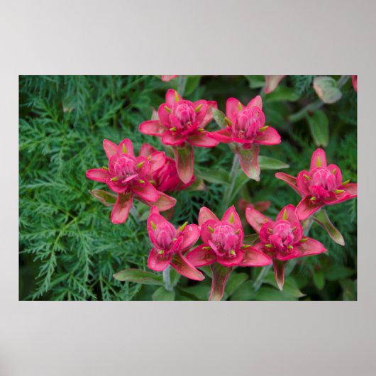 Indische penseel poster (Voorkant)