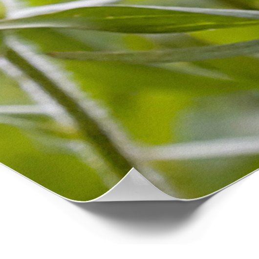 Indische penseel poster (Hoek)