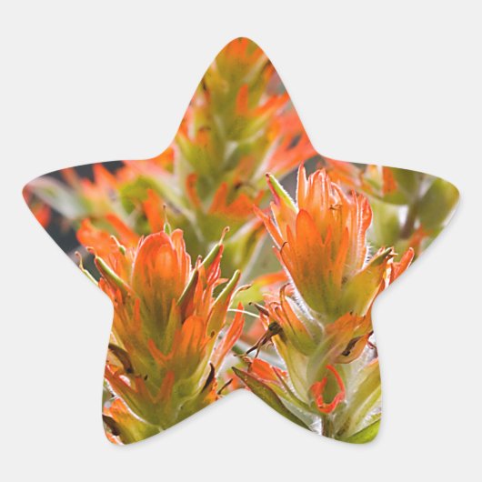 Indische penseel ster sticker (Voorkant)