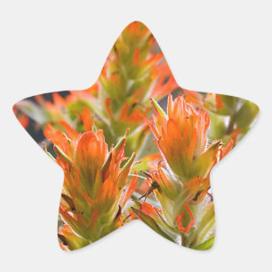 Indische penseel ster sticker