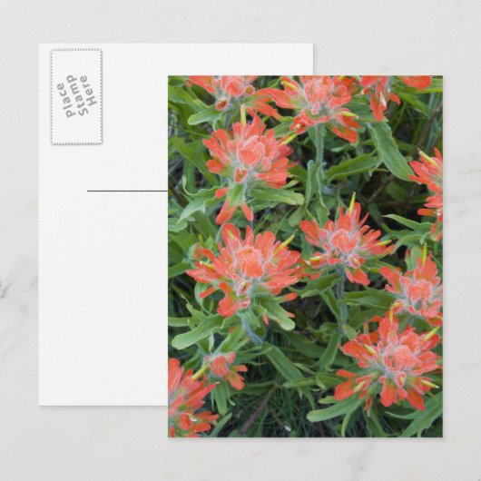 Indische penseelwilde bloemen in de Velen Briefkaart (Voorkant / Achterkant)