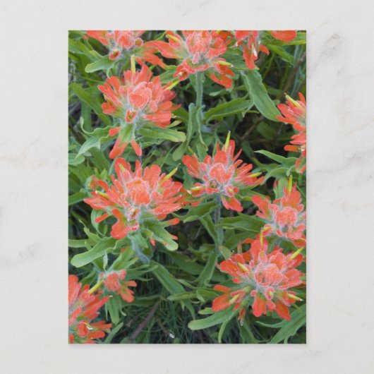 Indische penseelwilde bloemen in de Velen Briefkaart (Voorkant)