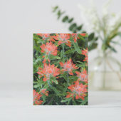 Indische penseelwilde bloemen in de Velen Briefkaart (Staand voorkant)