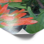 Indische penseelwilde bloemen in de Velen Foto Afdruk (Hoek)