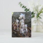 Indische pijp 27 ~ briefkaart (Staand voorkant)