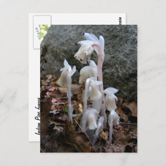 Indische pijp 27 ~ briefkaart (Voorkant / Achterkant)