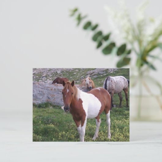 Indische Pony Briefkaart (Staand voorkant)