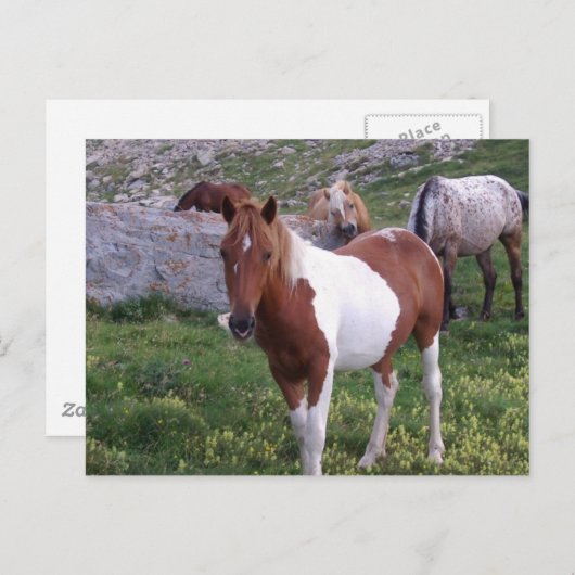 Indische Pony Briefkaart (Voorkant / Achterkant)