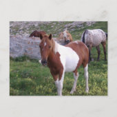 Indische Pony Briefkaart (Voorkant)