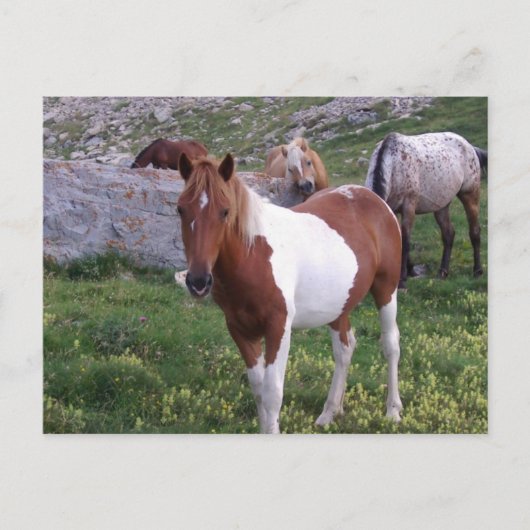 Indische Pony Briefkaart (Voorkant)