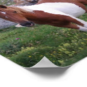 Indische Pony Poster Print (Hoek)