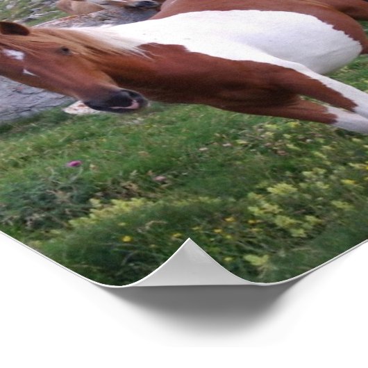 Indische Pony Poster Print (Hoek)