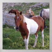 Indische Pony Poster Print (Voorkant)