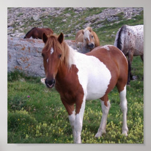 Indische Pony Poster Print