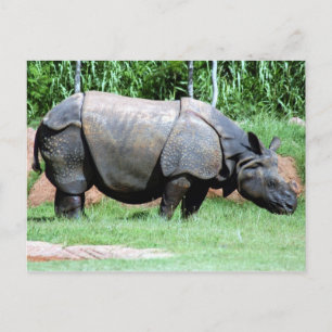 Indische Rhino4x6 Briefkaart