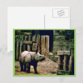 Indische Rhino Briefkaart (Voorkant / Achterkant)