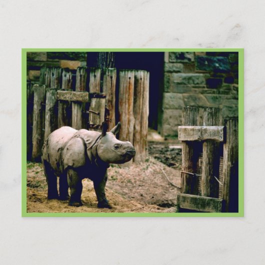 Indische Rhino Briefkaart (Voorkant)
