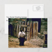 Indische Rhino Briefkaart (Voorkant / Achterkant)