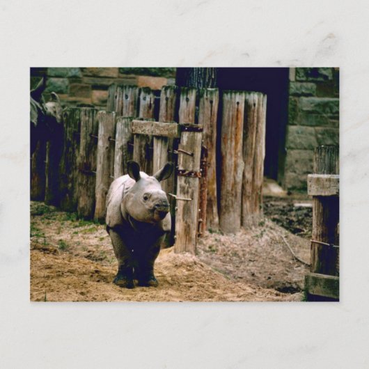 Indische Rhino Briefkaart (Voorkant)