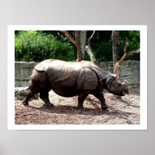 Indische rhino poster