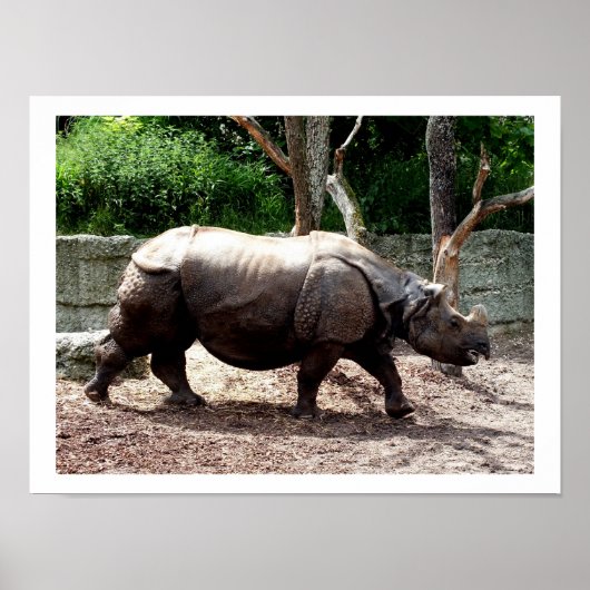 Indische rhino poster (Voorkant)