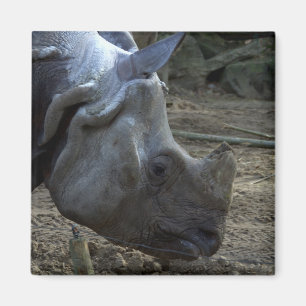 Indische Rhinoceros Magneet