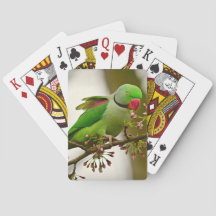 Indische ringhalspapegaai