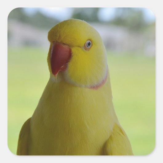 Indische ringneck in de schaduw vierkante sticker (Voorkant)