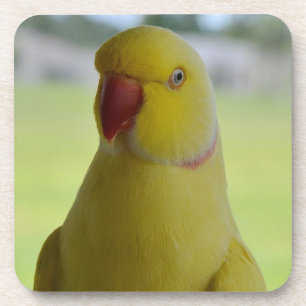 Indische ringnek in de schaduw drankjes onderzetter