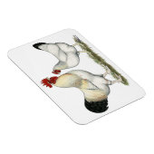 Indische rivierkippen magneet (Rechterzijde)