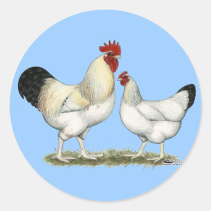 Indische rivierkippen ronde sticker