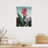 Indische rode, Antiek print van Robert John Thornt (Keuken)