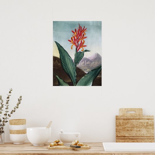 Indische rode, Antiek print van Robert John Thornt (Keuken)