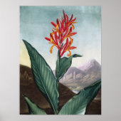 Indische rode, Antiek print van Robert John Thornt (Voorkant)