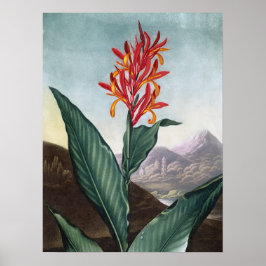 Indische rode, Antiek print van Robert John Thornt