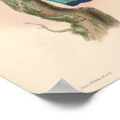 Indische Roller  Birds Asia Coracias Indica Poster (Hoek)