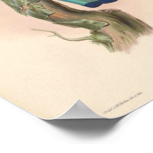 Indische Roller  Birds Asia Coracias Indica Poster (Hoek)