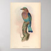 Indische Roller  Birds Asia Coracias Indica Poster (Voorkant)