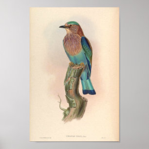 Indische Roller  Birds Asia Coracias Indica Poster