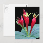 Indische roze briefkaart (Voorkant / Achterkant)