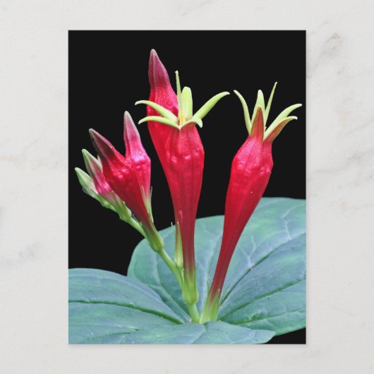 Indische roze briefkaart (Voorkant)