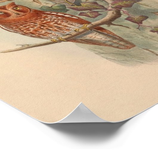 Indische SACHOwl Brown Bird Art Print (Hoek)