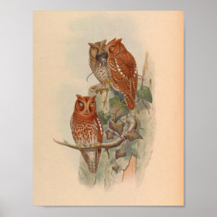 Indische SACHOwl Brown  Bird Art Print