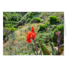 Indische scheut (Canna indica purpurea)