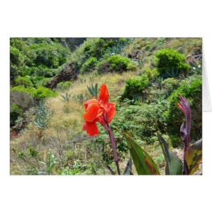 Indische scheut (Canna indica purpurea)