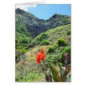 Indische scheut (Canna indica purpurea) (Voorkant)