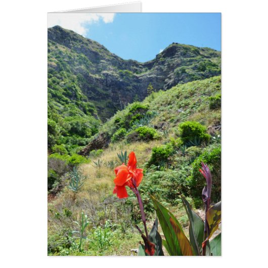 Indische scheut (Canna indica purpurea) (Voorkant)